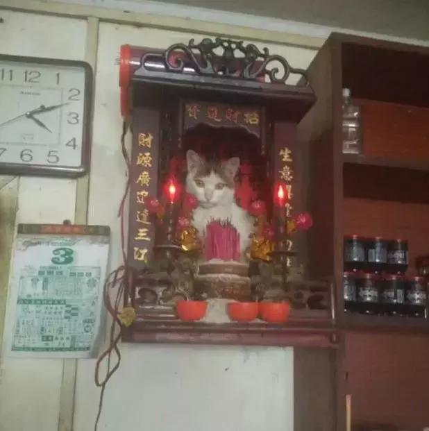 公猫被剪胡子怎么办,猫咪的胡须拔了怎么办