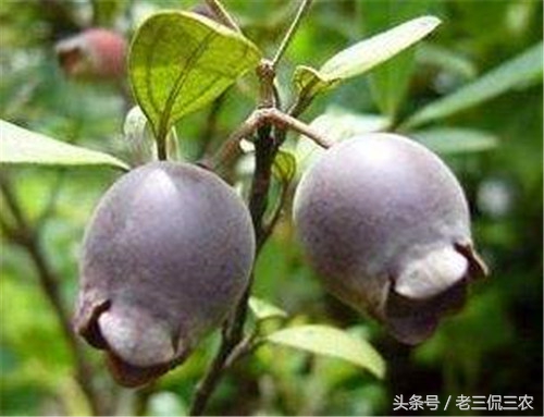 现在农村不起眼的商机有哪些,农村看起来很不起眼却很赚钱