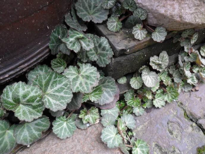 农村随处可见的野草很多人还不知,农村常见的野草有奇效