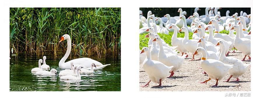 羽绒被洗涤方法,羽绒被如何洗涤保养