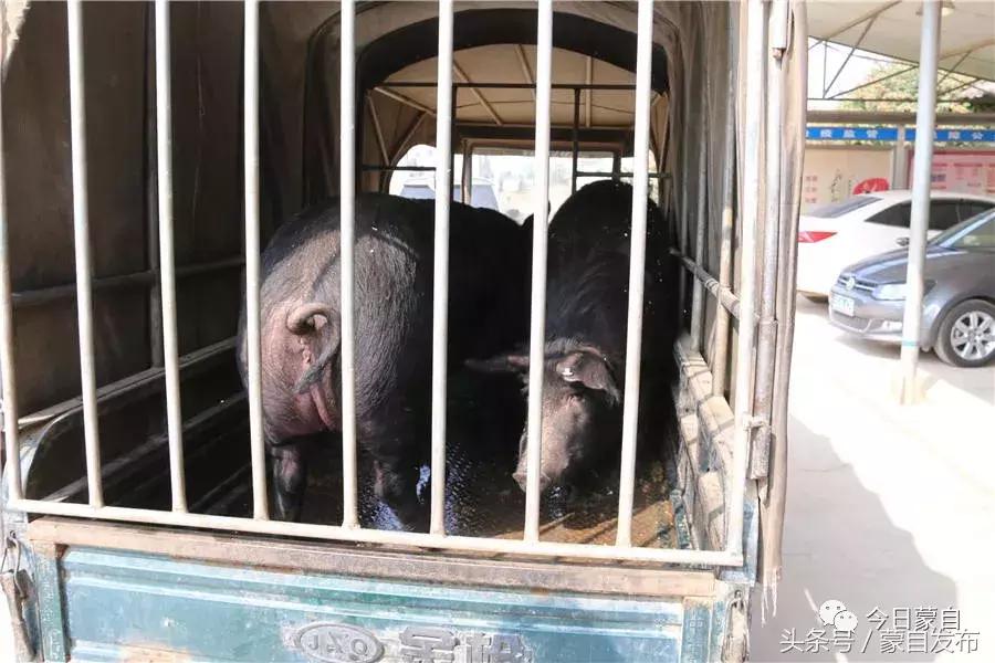 过年了，蒙自的这*猪种**肉千万别买！