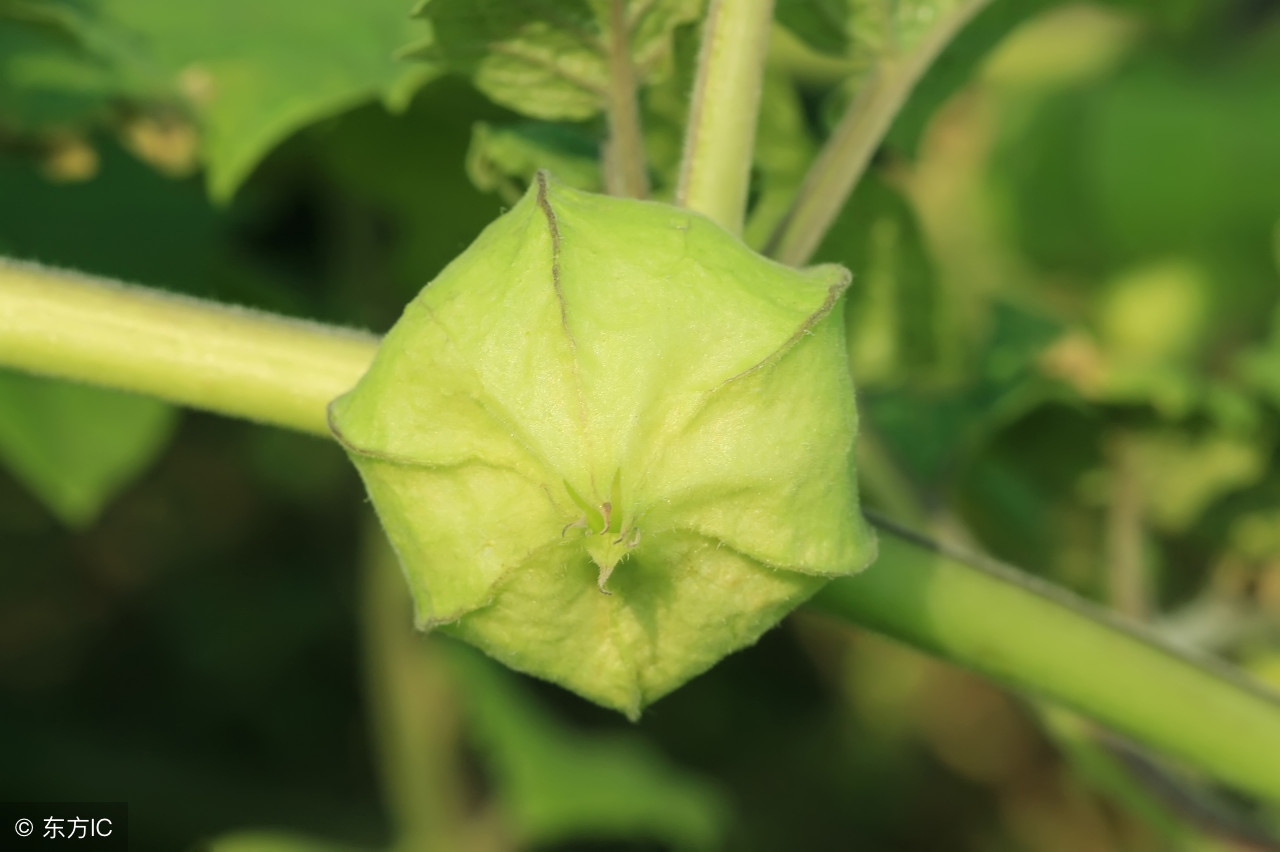 灯笼果一亩能产量多少斤,灯笼果是种什么地方的