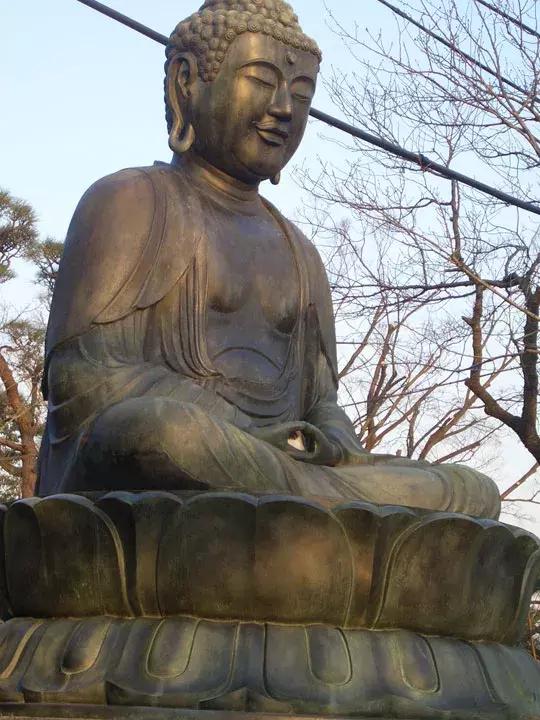 公猫被剪胡子怎么办,猫咪的胡须拔了怎么办