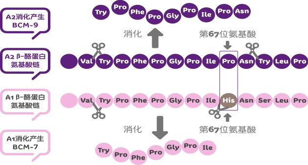 a2奶粉罚款原因,a2奶粉被罚十万