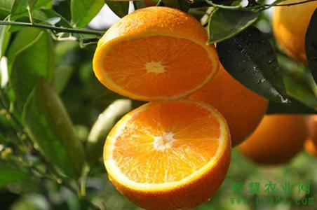 果树抗旱管理技术,果树抗寒管理方法