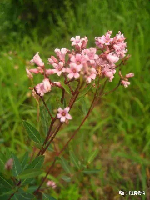永昌骊靬古城夏天图片,永昌骊靬古城有餐饮吗