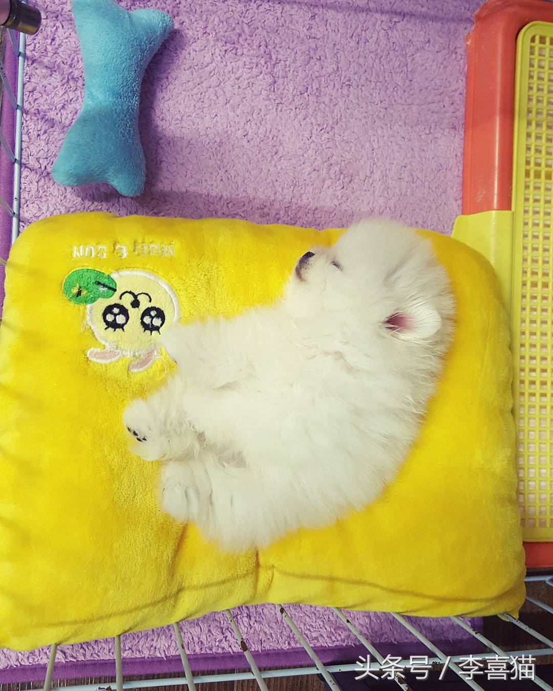 超级活泼的博美小奶狗,特别可爱的小奶狗博美