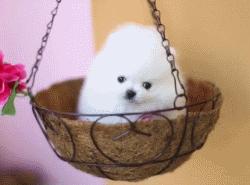 超级活泼的博美小奶狗,特别可爱的小奶狗博美