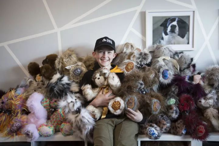 坎贝尔泰迪熊,坎贝尔金丝熊