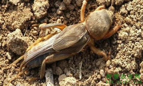 麦冬病虫害防治工作方案,麦冬虫害用什么药