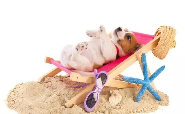 狗狗怀孕期关注事项有哪些,狗狗怀孕时应该关注些什么