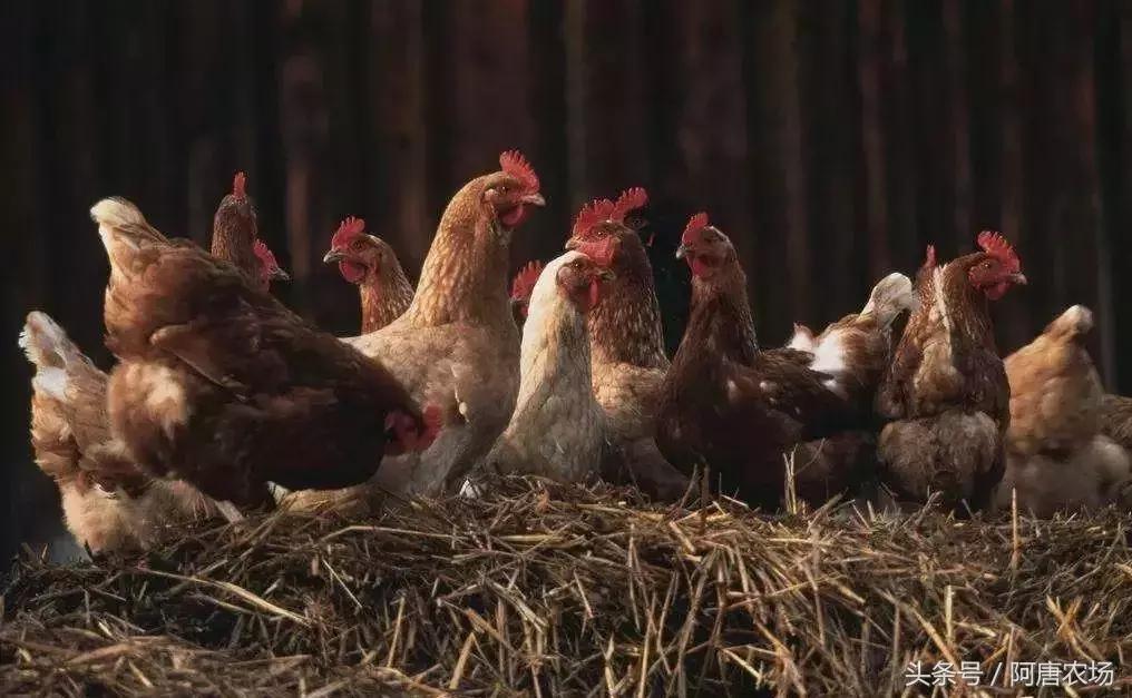 家禽四季防病,冬季家禽养殖关注事项