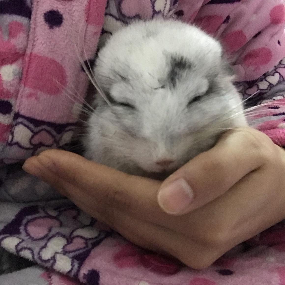 女子救助濒临死亡的流浪猫,生死挣扎救助流浪猫