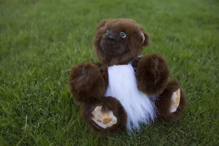 坎贝尔泰迪熊,坎贝尔金丝熊