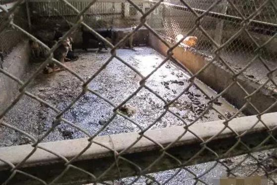 把母狗锁一辈子，不停地让她繁殖！母狗身上浑身都是伤痕