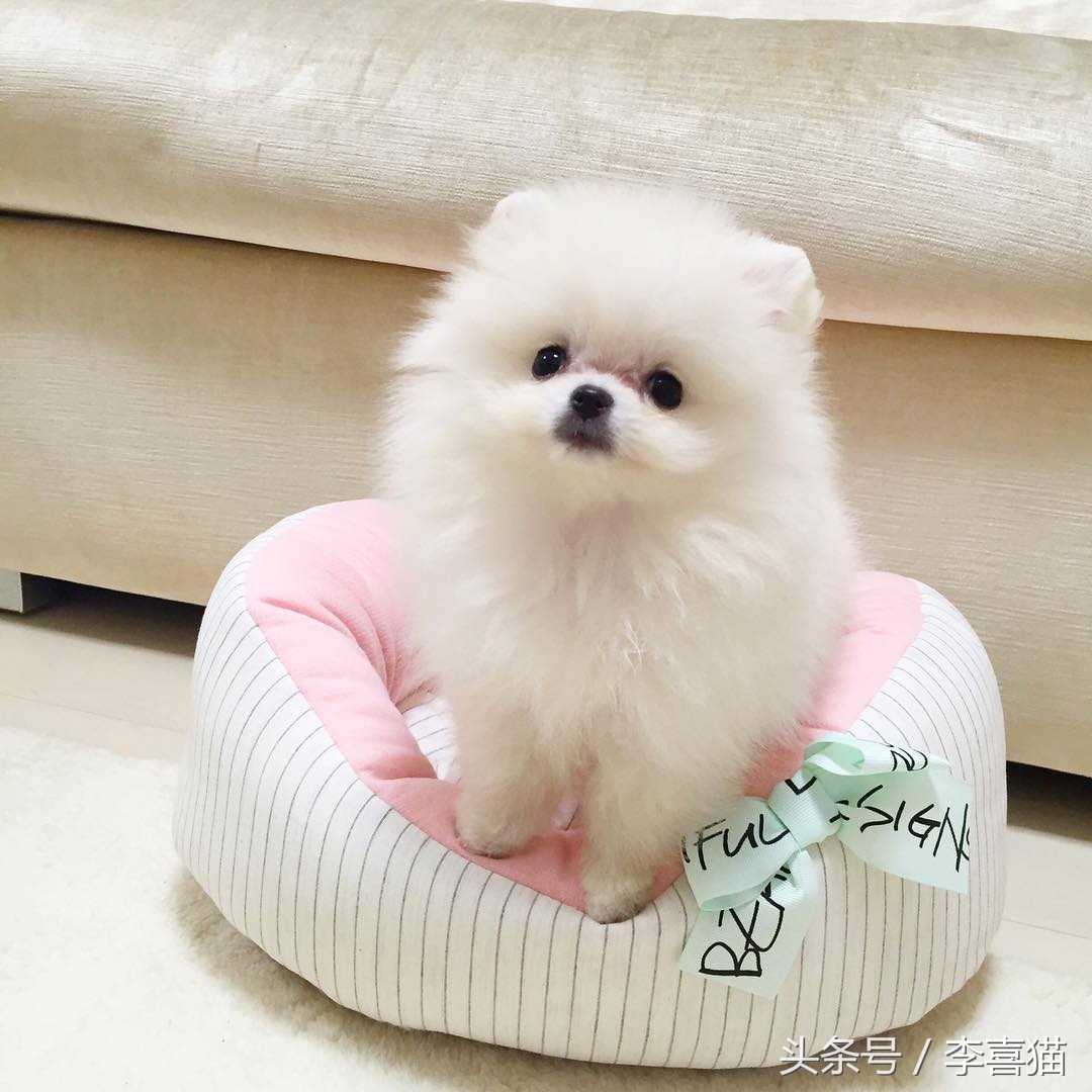 超级活泼的博美小奶狗,特别可爱的小奶狗博美