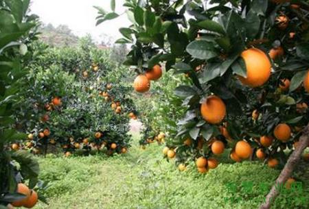 果树抗旱管理技术,果树抗寒管理方法