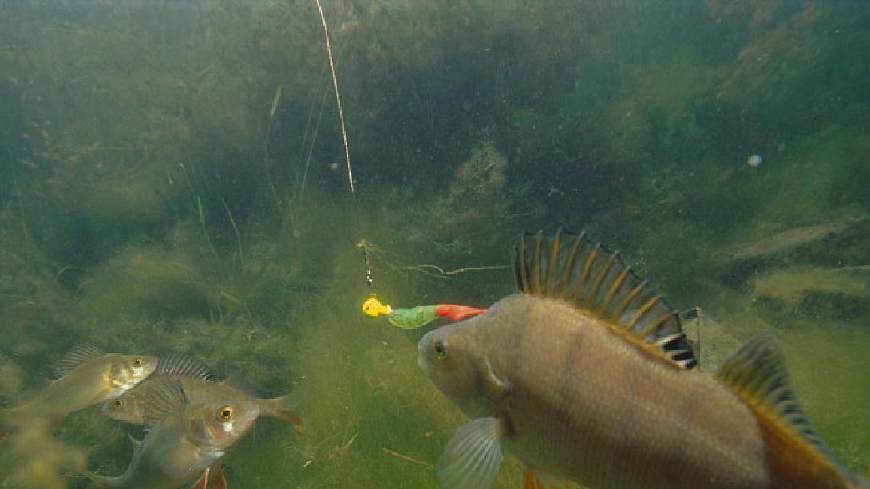 选假饵少走弯路,选路亚饵有什么讲究