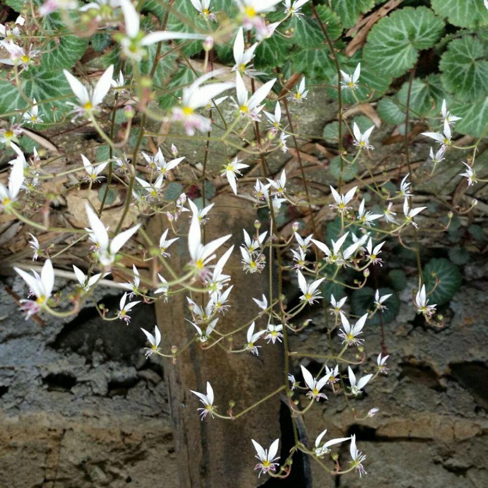 农村随处可见的野草很多人还不知,农村常见的野草有奇效