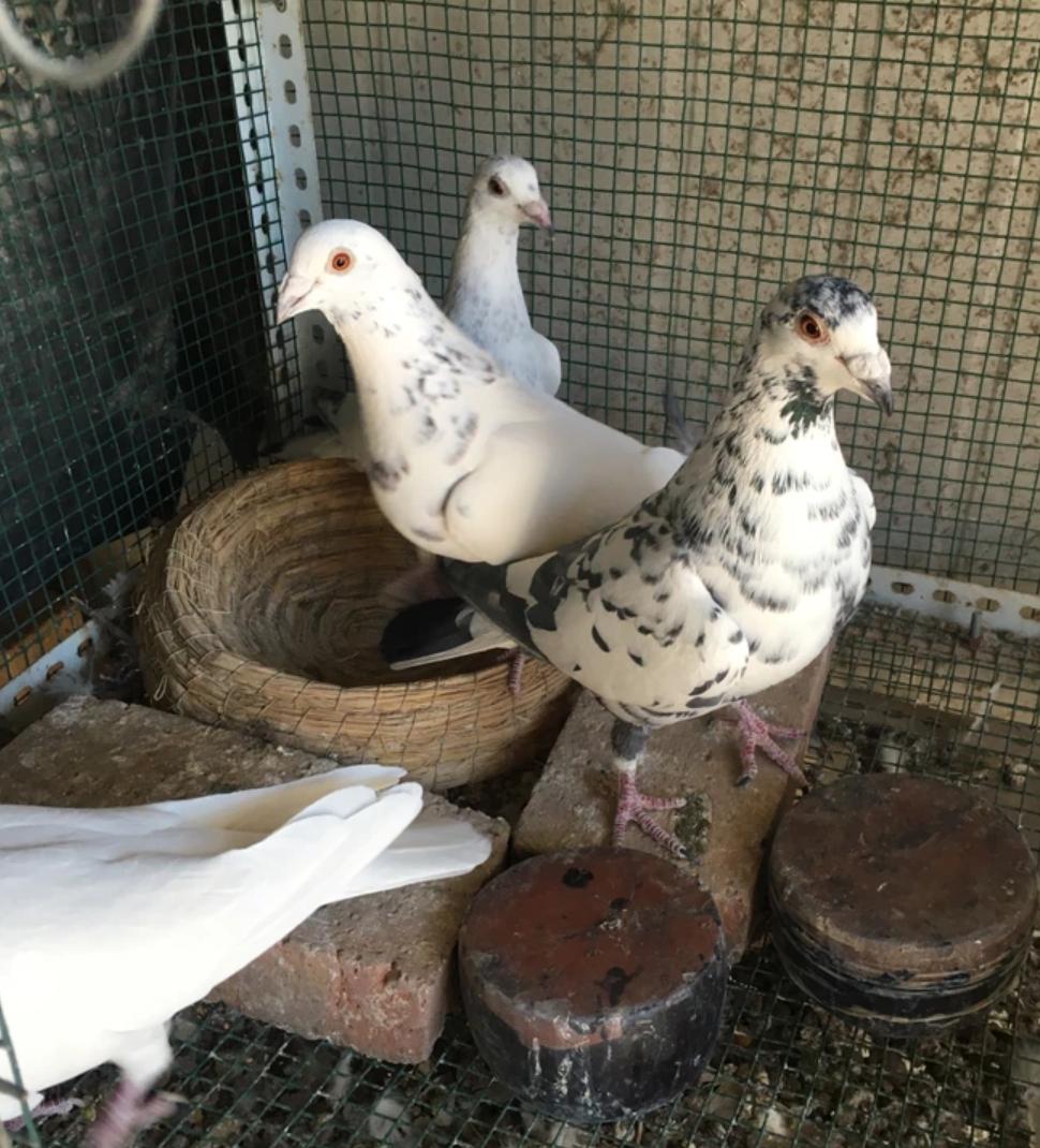 天落最喜欢进什么鸽棚,天落鸽喜欢落到什么地方