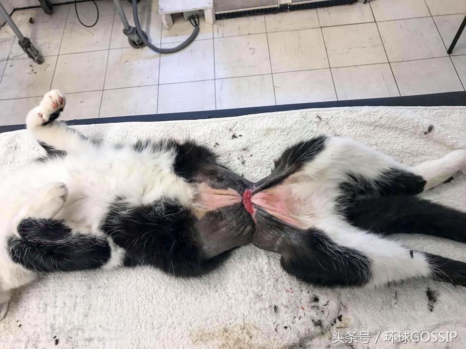 猫咪的手被橡皮筋勒住了3个小时,猫咪被勒住脖子还能救过来吗