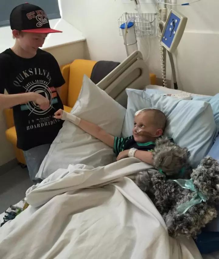 坎贝尔泰迪熊,坎贝尔金丝熊