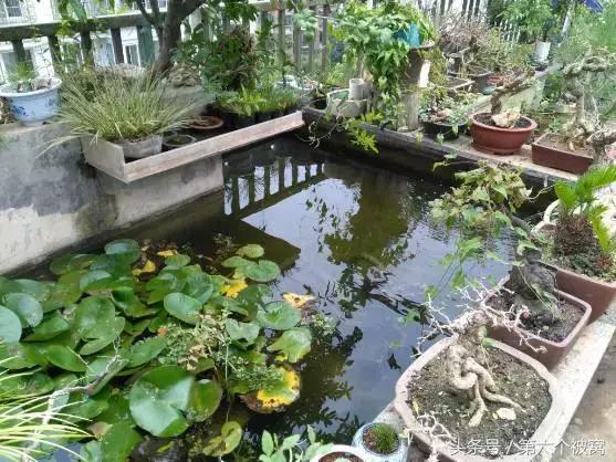 治枸杞白粉病最好的特效药,枸杞白粉病最快的治疗方法