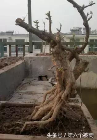 治枸杞白粉病最好的特效药,枸杞白粉病最快的治疗方法