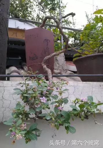 治枸杞白粉病最好的特效药,枸杞白粉病最快的治疗方法