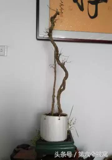 治枸杞白粉病最好的特效药,枸杞白粉病最快的治疗方法