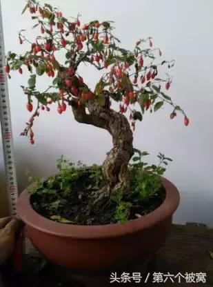 治枸杞白粉病最好的特效药,枸杞白粉病最快的治疗方法