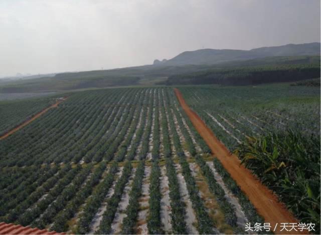 柑橘溃疡病黄化专用药,柑橘黄化病的原因和解决方法