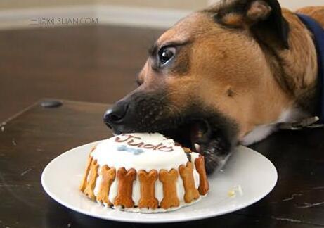 三招搞定狗狗不吃狗粮,如果狗狗不咬食物怎么办