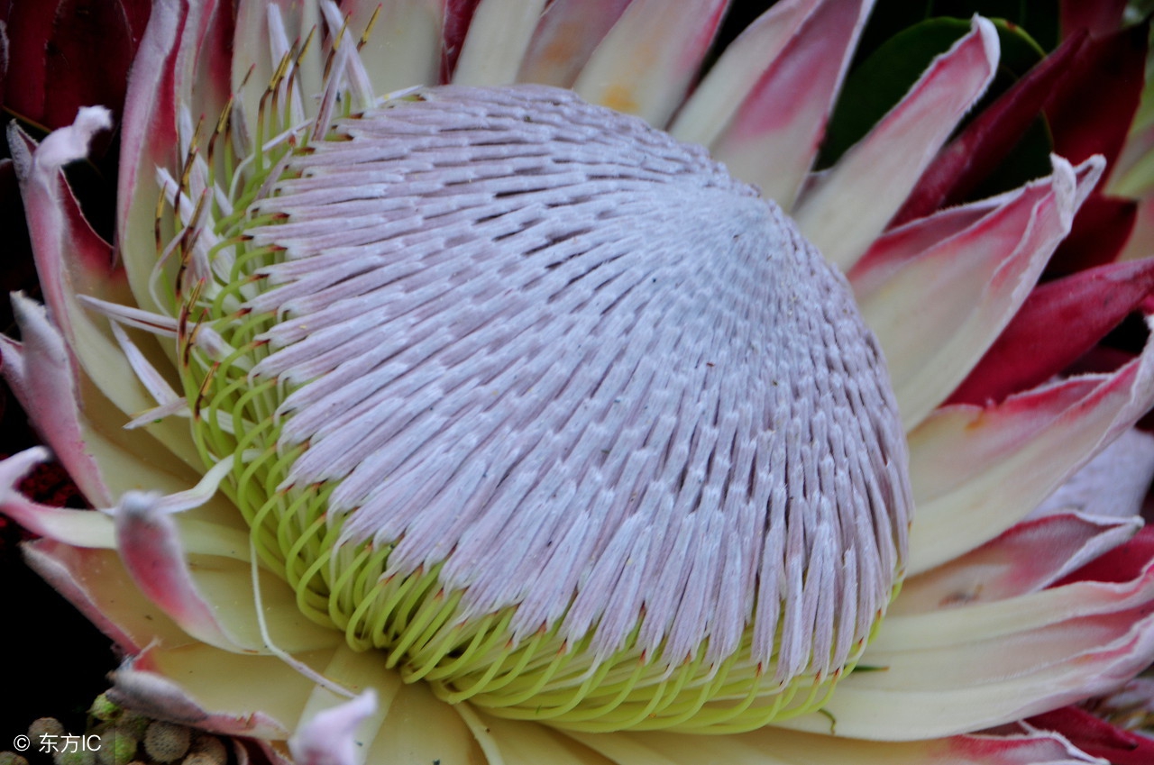 帝王花养殖视频教程,帝王花的养殖方法和花语