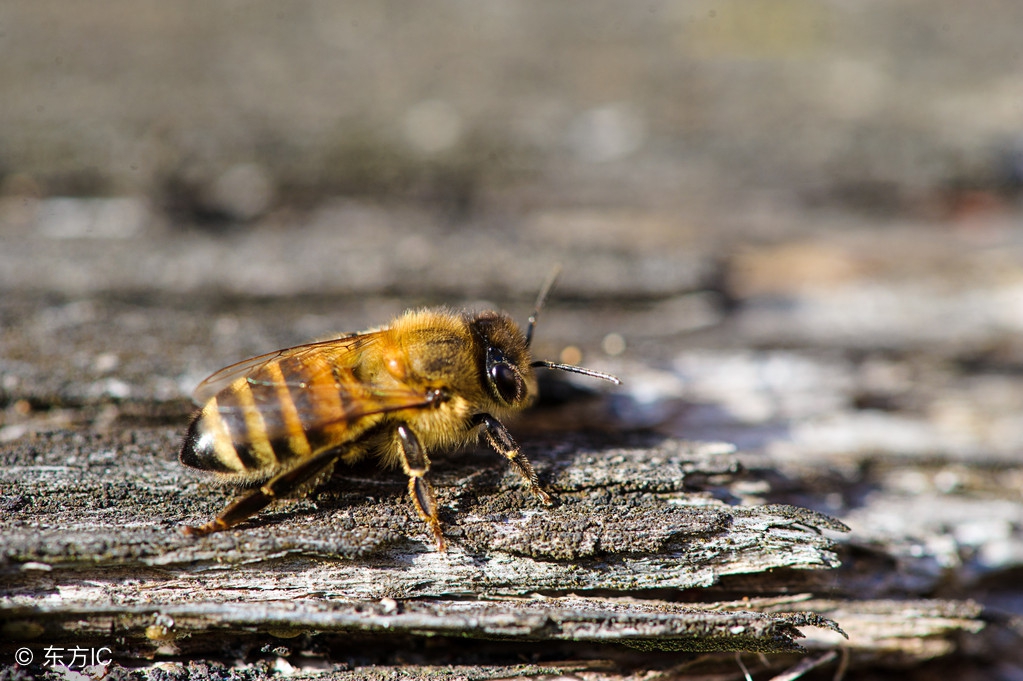 内舒拿能根治经常性过敏性鼻炎吗,过敏性鼻炎导致的哮喘可以根治吗