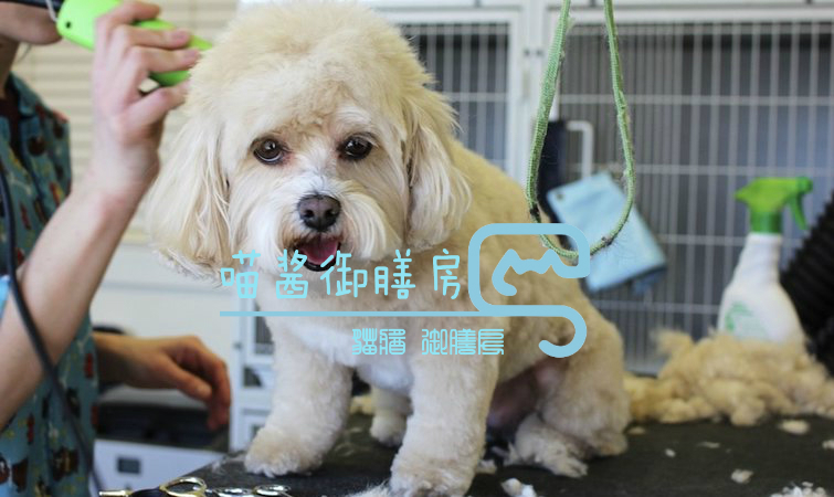 猫皮癣传染人,猫狗癣传染人有什么症状