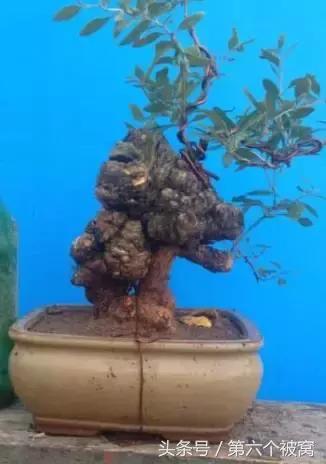 治枸杞白粉病最好的特效药,枸杞白粉病最快的治疗方法