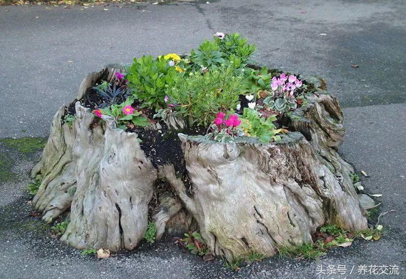 农村院子里的树桩怎么清理,院子里的老树桩