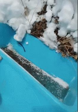 乌龟被冻起来还能活吗,乌龟被厚厚的冰冻住还能活吗