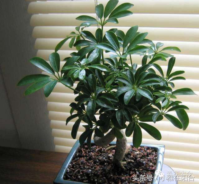 鸭脚木枝干发黄掉叶子,鸭脚木黄叶枯叶怎么补救最快方法