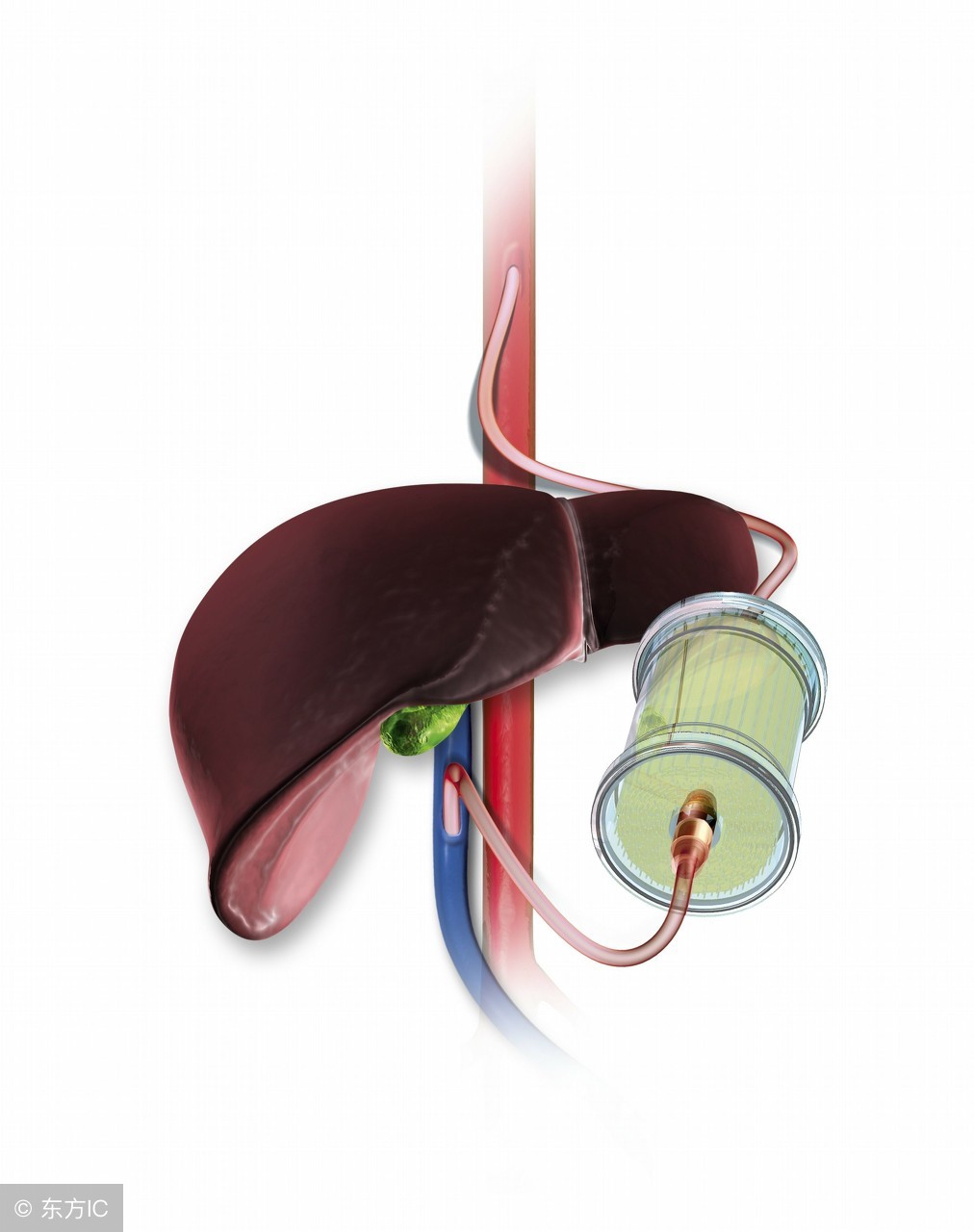 一旦出现药物性肝损伤要谨慎用药 (各种药物性肝损伤的症状)