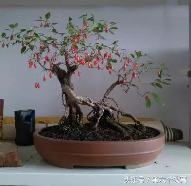 治枸杞白粉病最好的特效药,枸杞白粉病最快的治疗方法