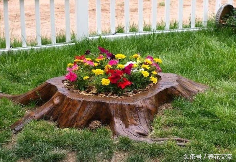 农村院子里的树桩怎么清理,院子里的老树桩