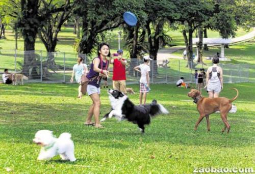 三招搞定狗狗不吃狗粮,如果狗狗不咬食物怎么办