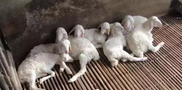 造成母羊流产的原因有哪些这些方法可以避免