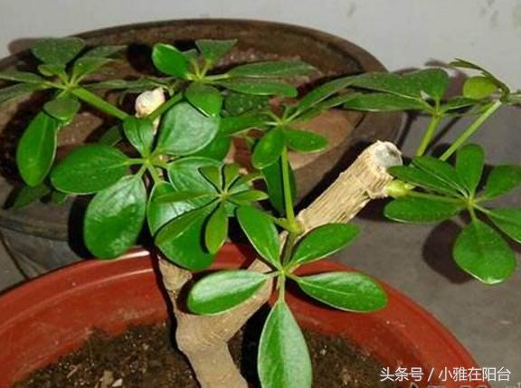 鸭脚木枝干发黄掉叶子,鸭脚木黄叶枯叶怎么补救最快方法