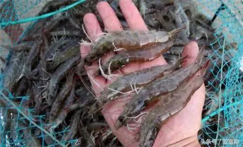 最新大棚水产养殖技术,反季节养殖技术