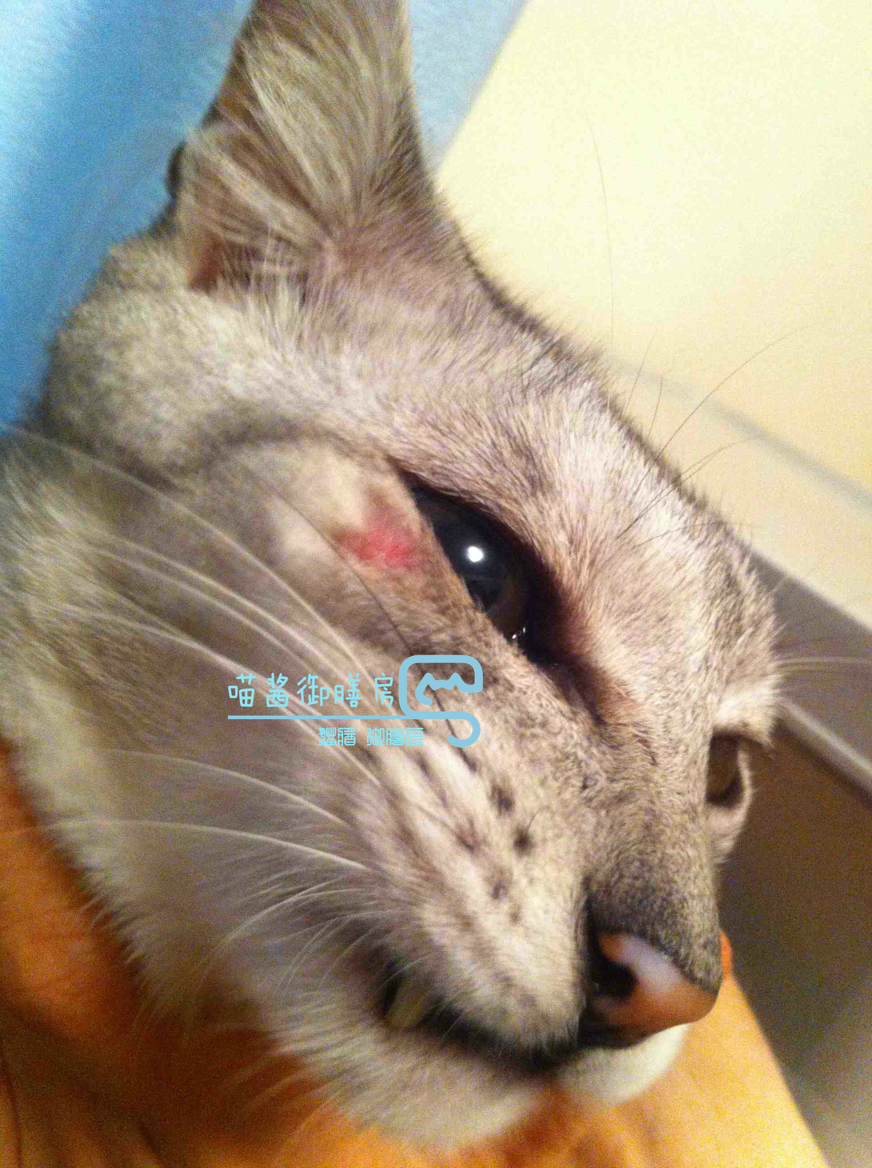 猫皮癣传染人,猫狗癣传染人有什么症状