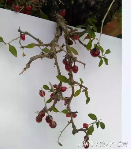 治枸杞白粉病最好的特效药,枸杞白粉病最快的治疗方法