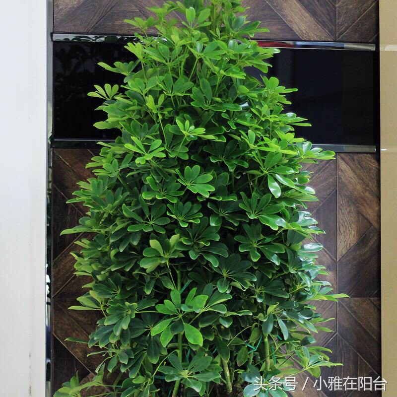 鸭脚木枝干发黄掉叶子,鸭脚木黄叶枯叶怎么补救最快方法